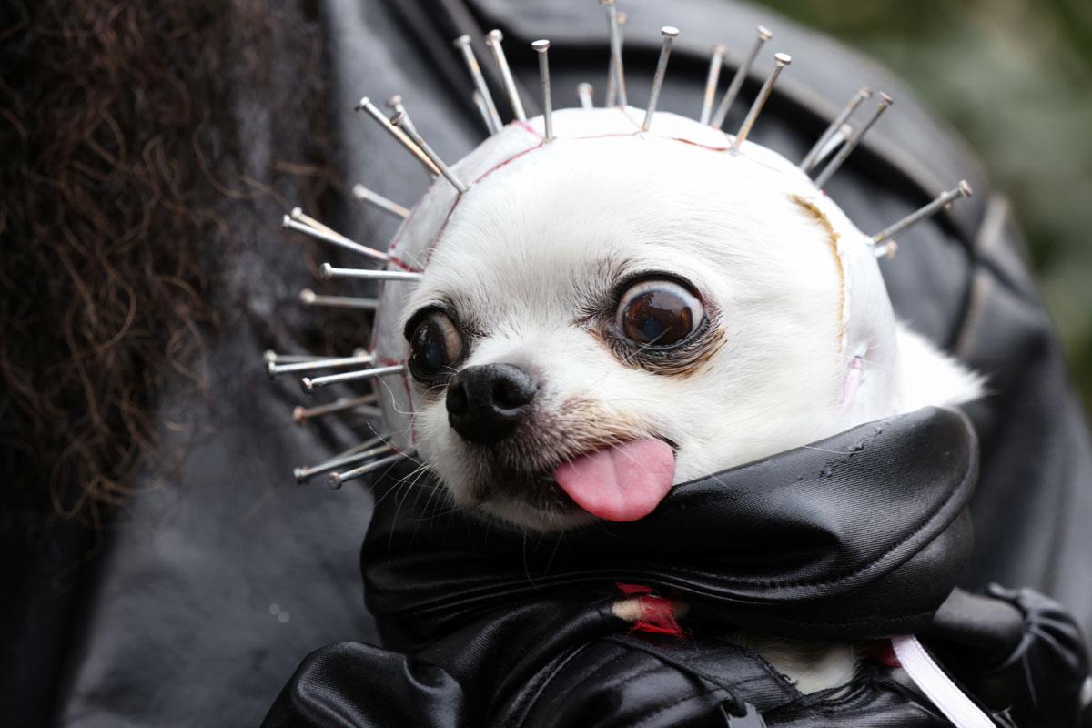 ADORABLE! Pets Celebrate Halloween