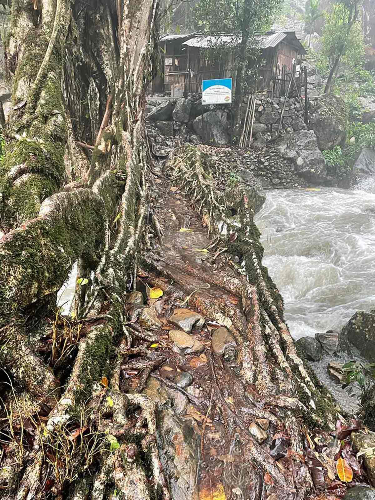 Nongriat's double decker root bridge. Photograph Courtesy Georgina Umdor