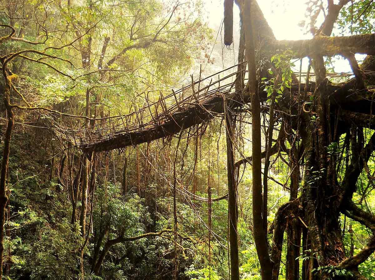 Nongriat's double decker root bridge. Photograph: Kind courtesy Wikimedia Commons