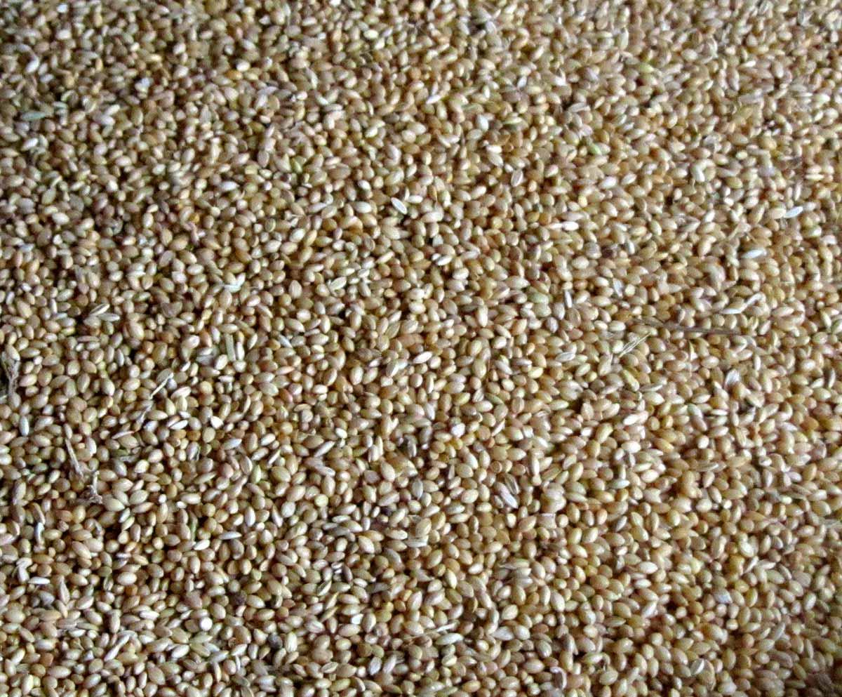 Foxtail millet