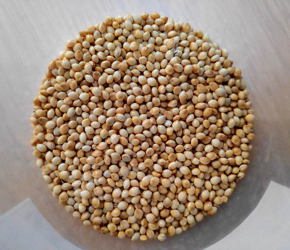 प्रोसो मिलेट को हिंदी में क्या कहते हैं? What is Proso Millet