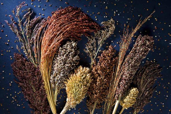 Sorghum