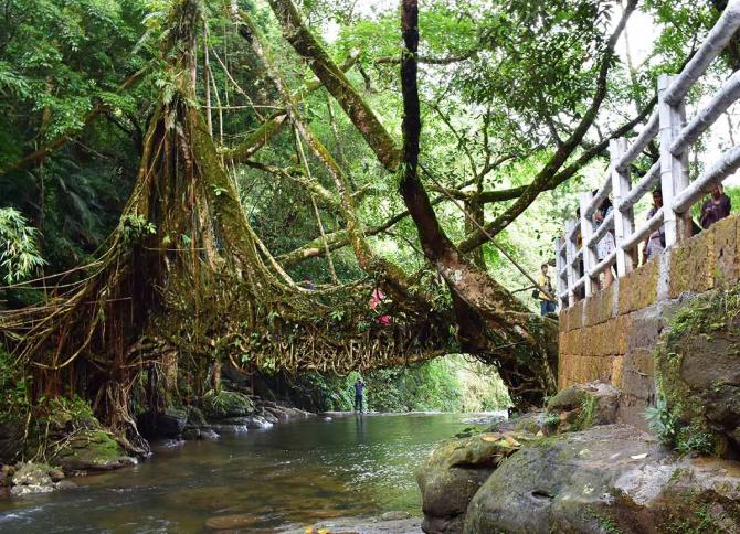 Meghalaya's living root bridges