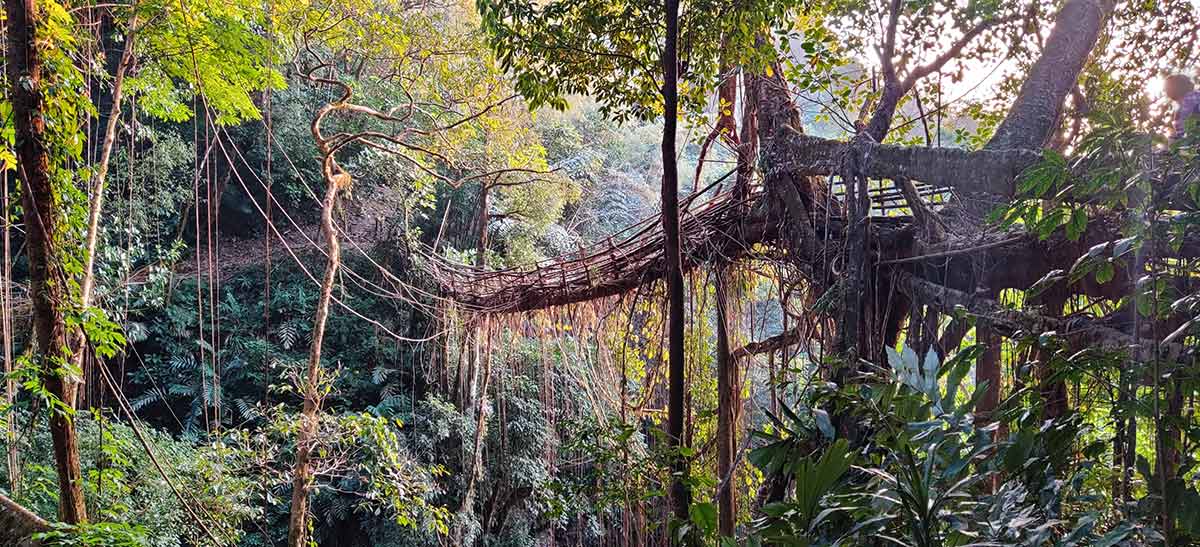 Living root bridges in Meghalaya