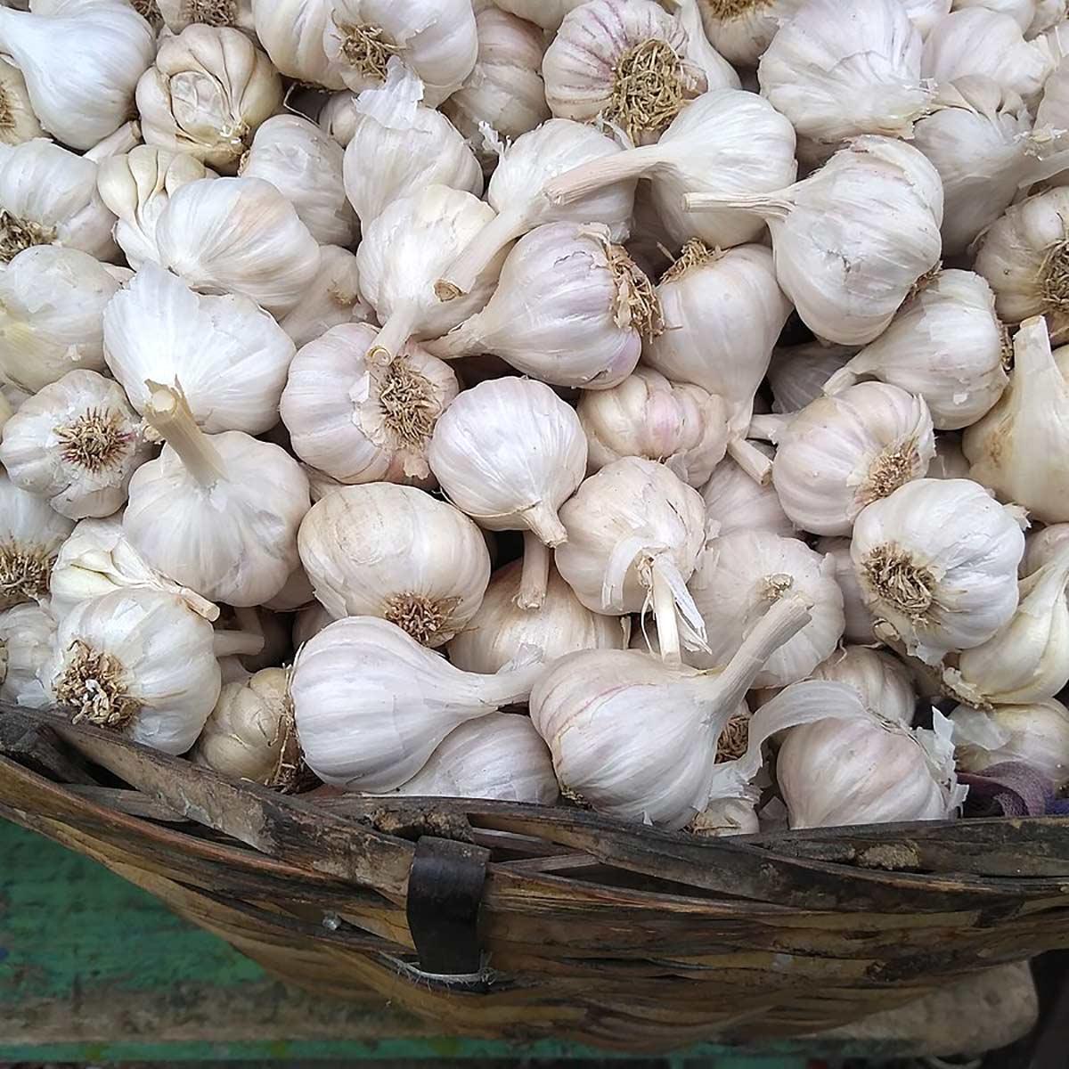 Garlic