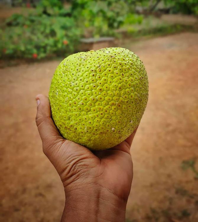 Summer fruits by Sumit Bhosle