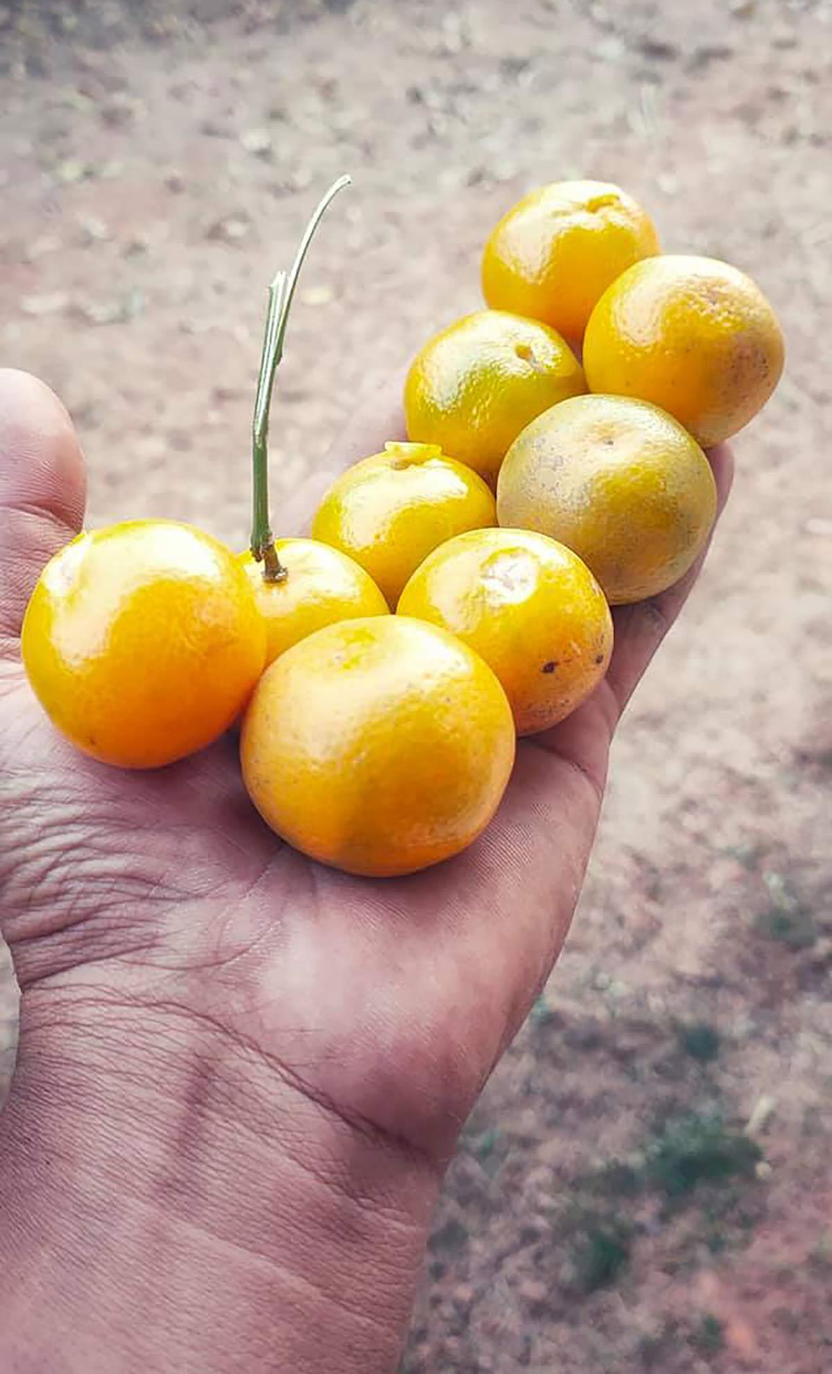 Summer fruits by Sumit Bhosle