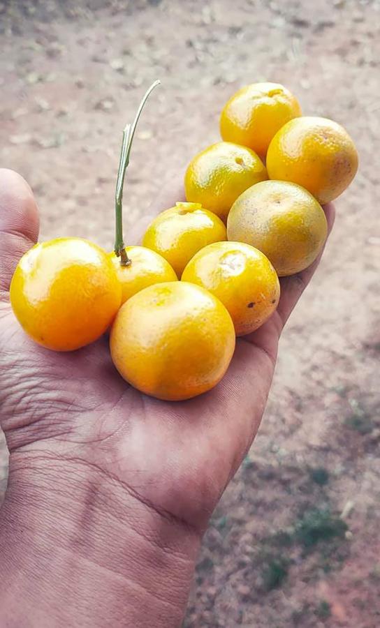 Summer fruits by Sumit Bhosle