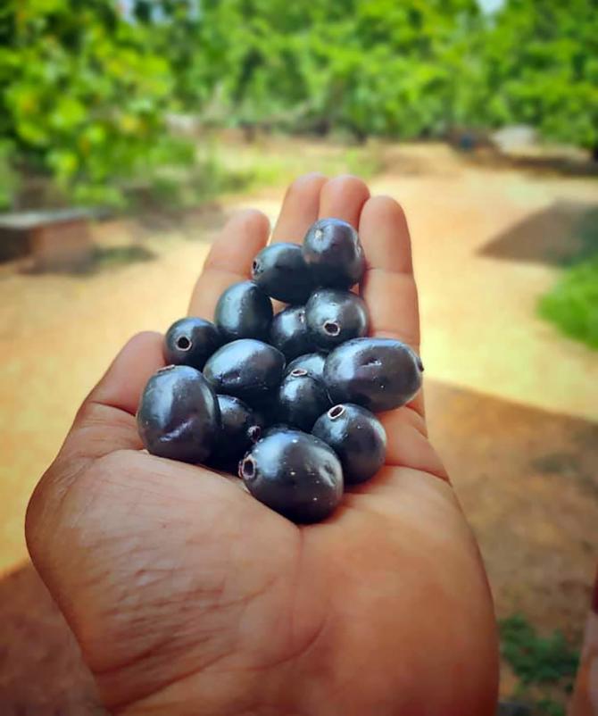 Summer fruits by Sumit Bhosle