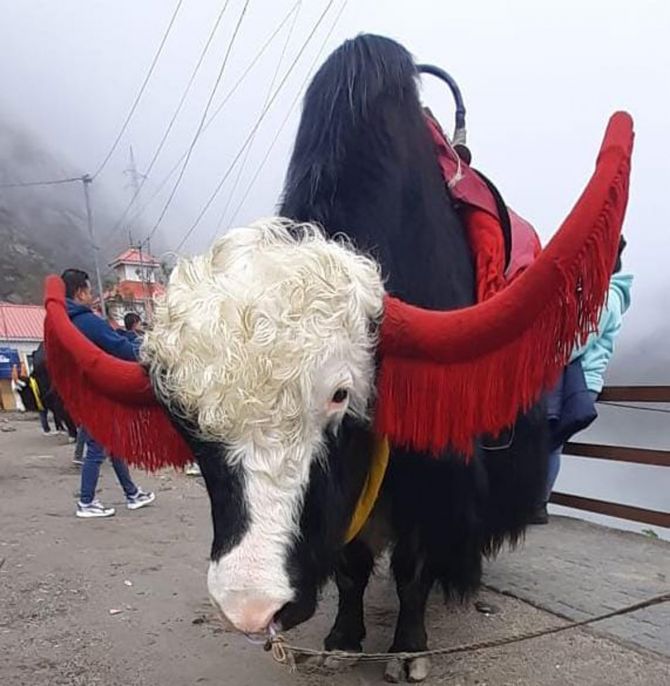 Badal, the magnificent yak