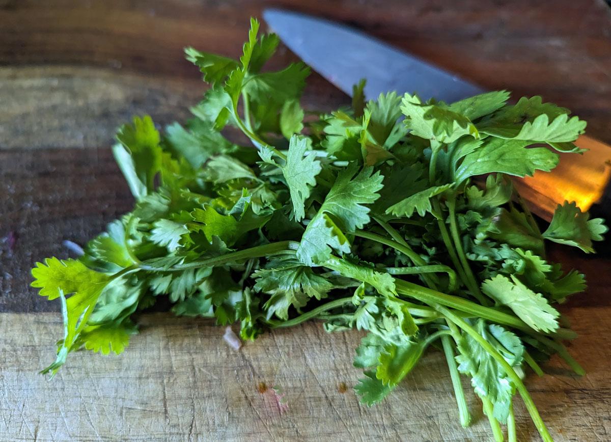 Coriander