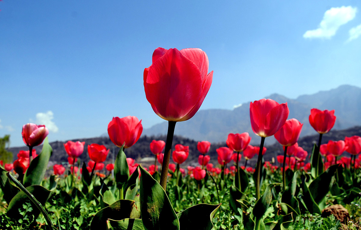 When Tulips Woo The Himalayas! - Rediff.com