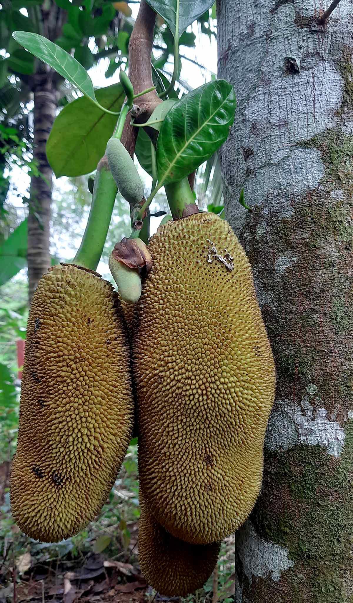 Jackfruit