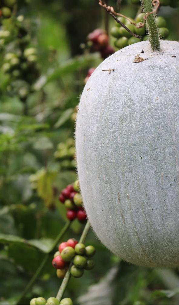 Ash gourd