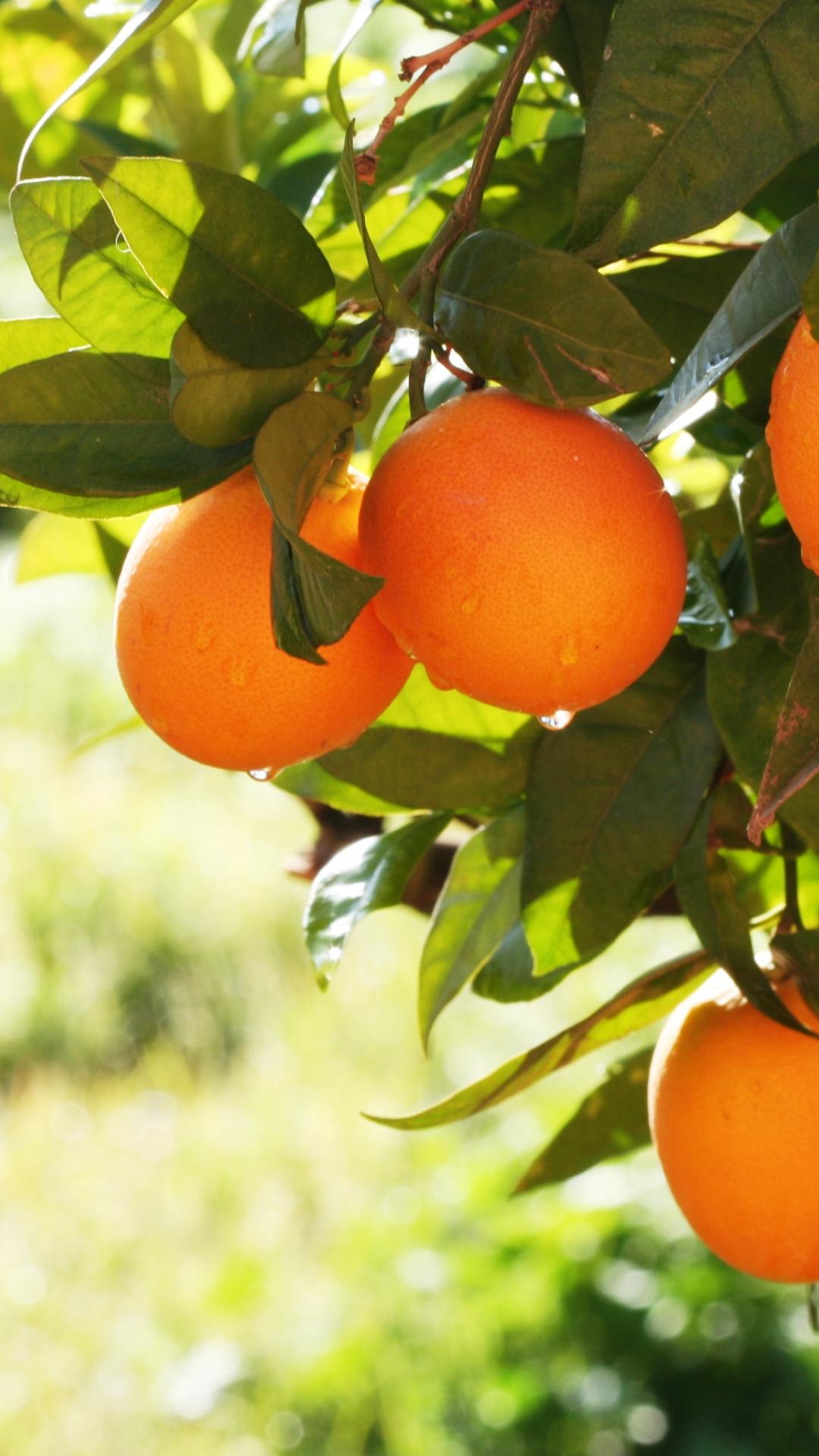 orange