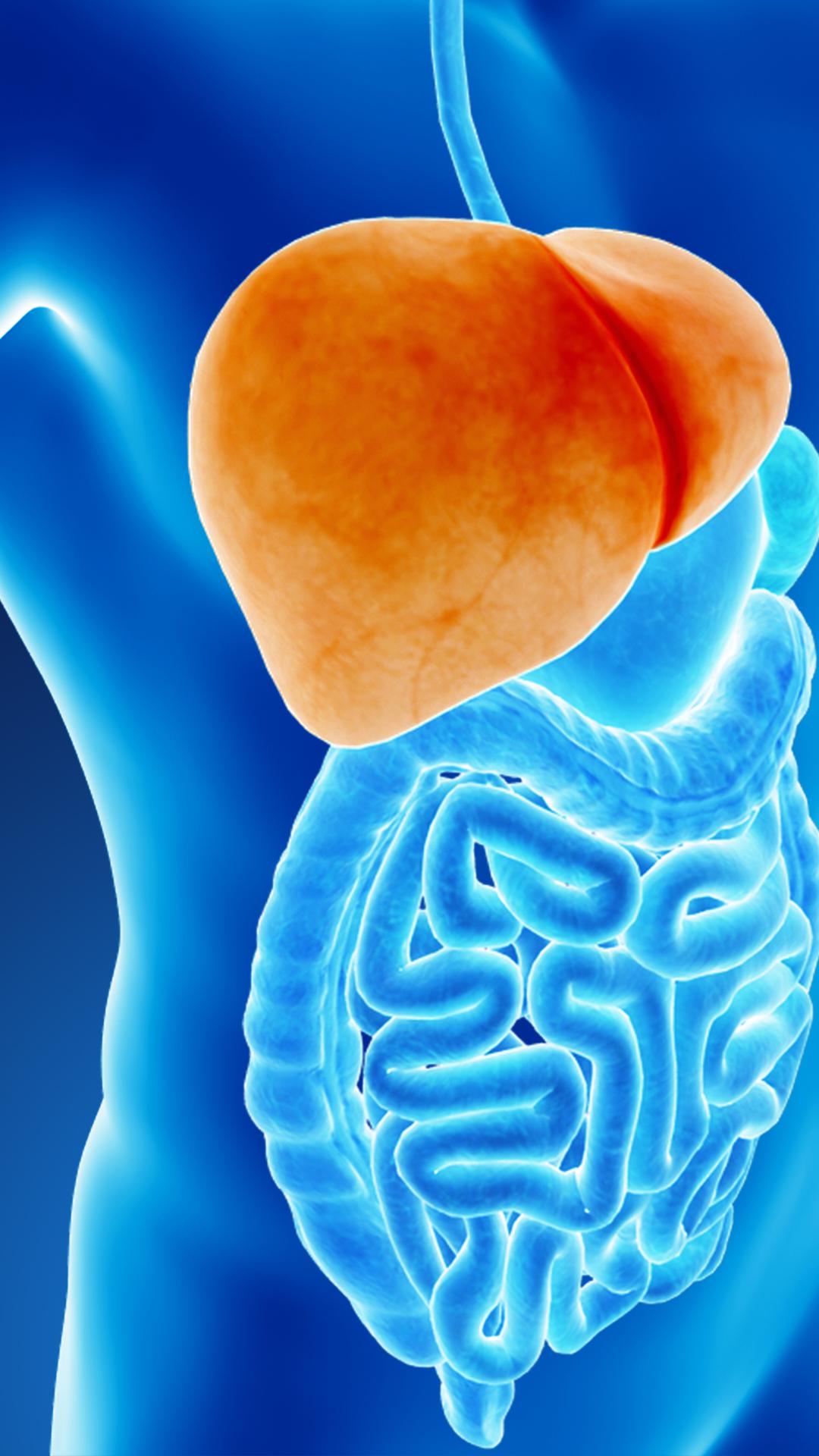 liver