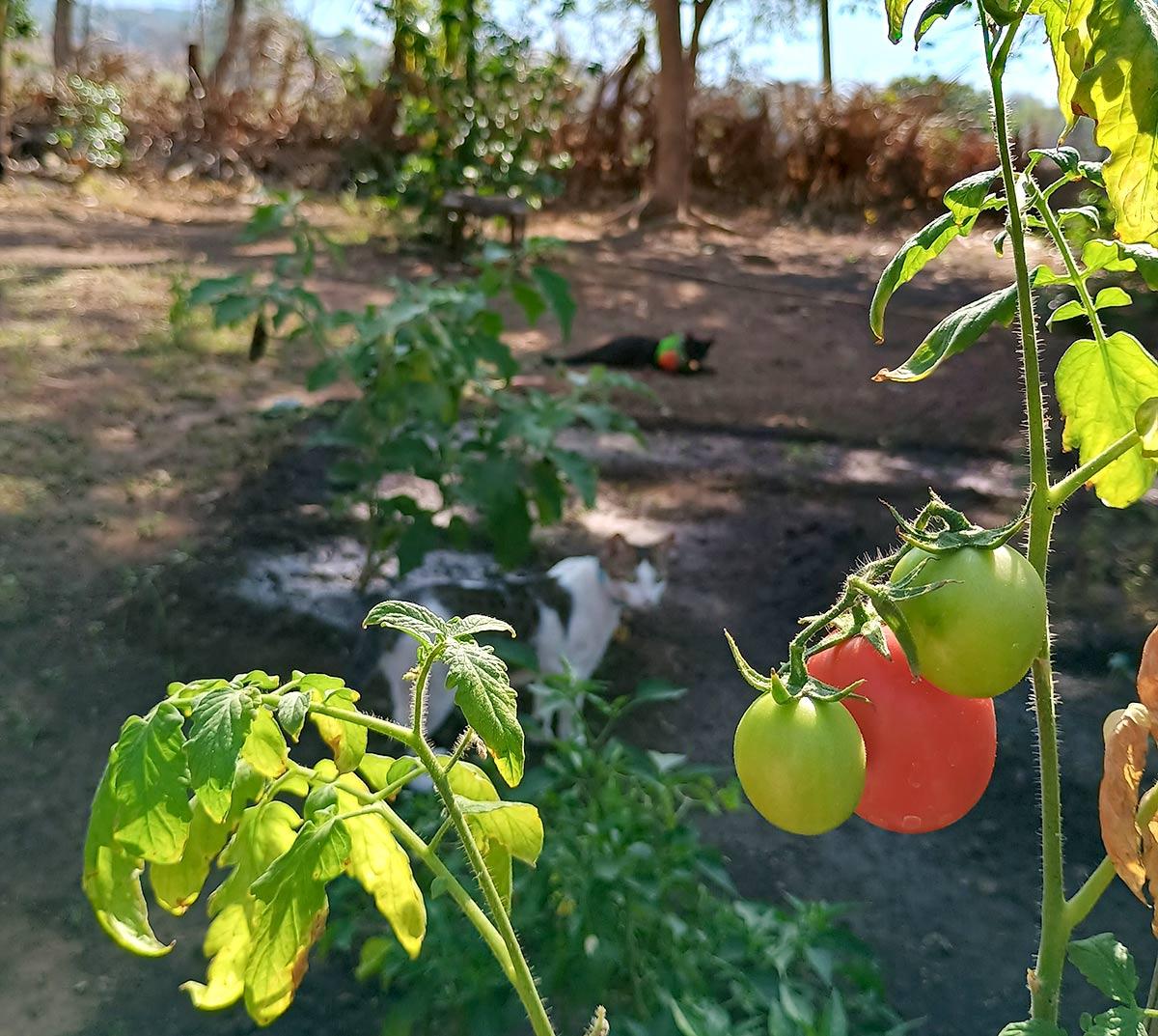 Green tomatoes