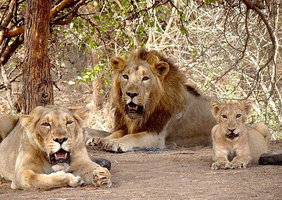 Gir lions