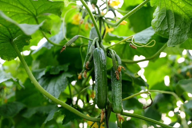 Cucumbers