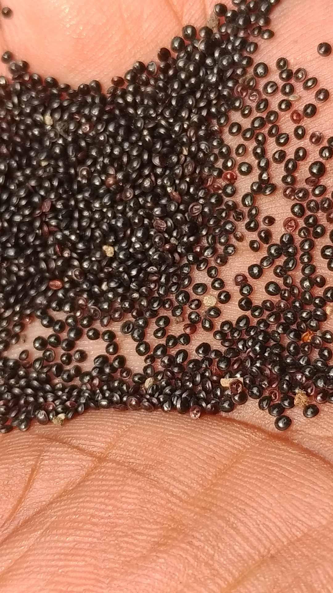 Edible Amaranth Seed