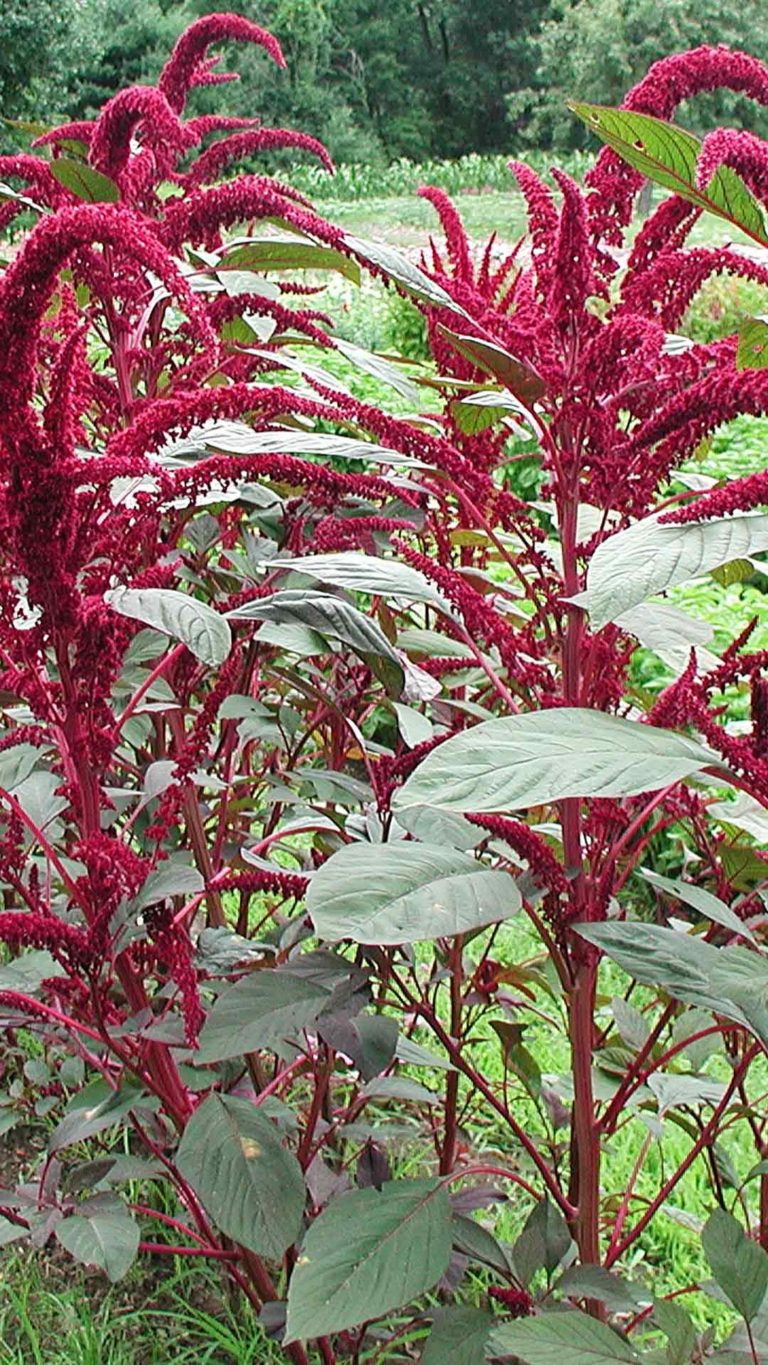 Amaranth plant