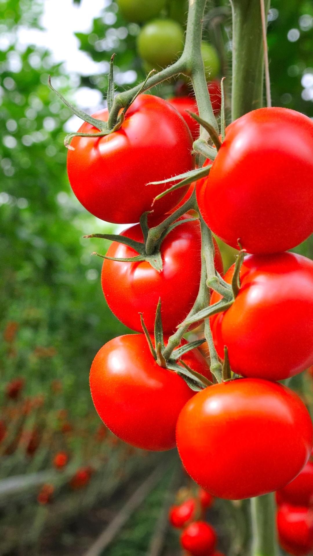 Tomatoes