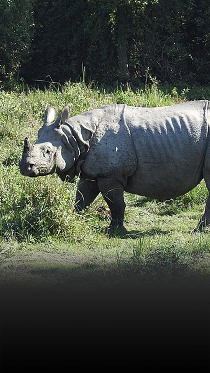 The Indian rhinoceros