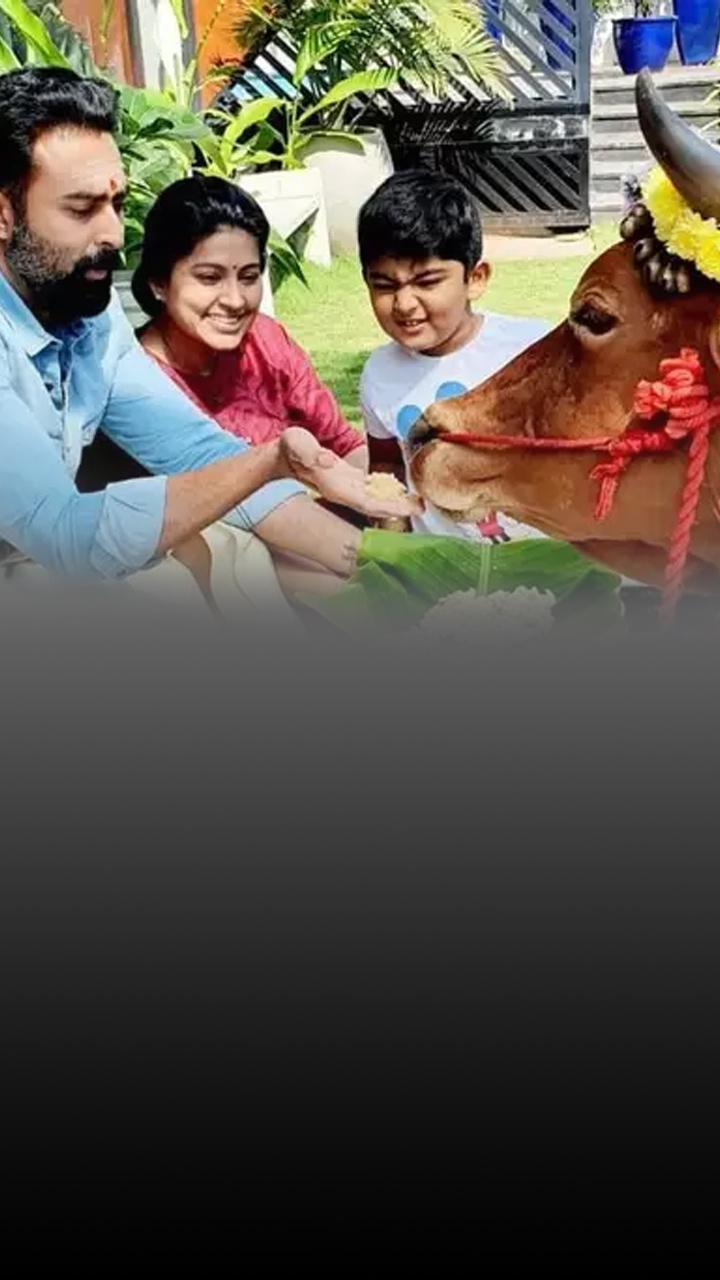 Maatu Pongal