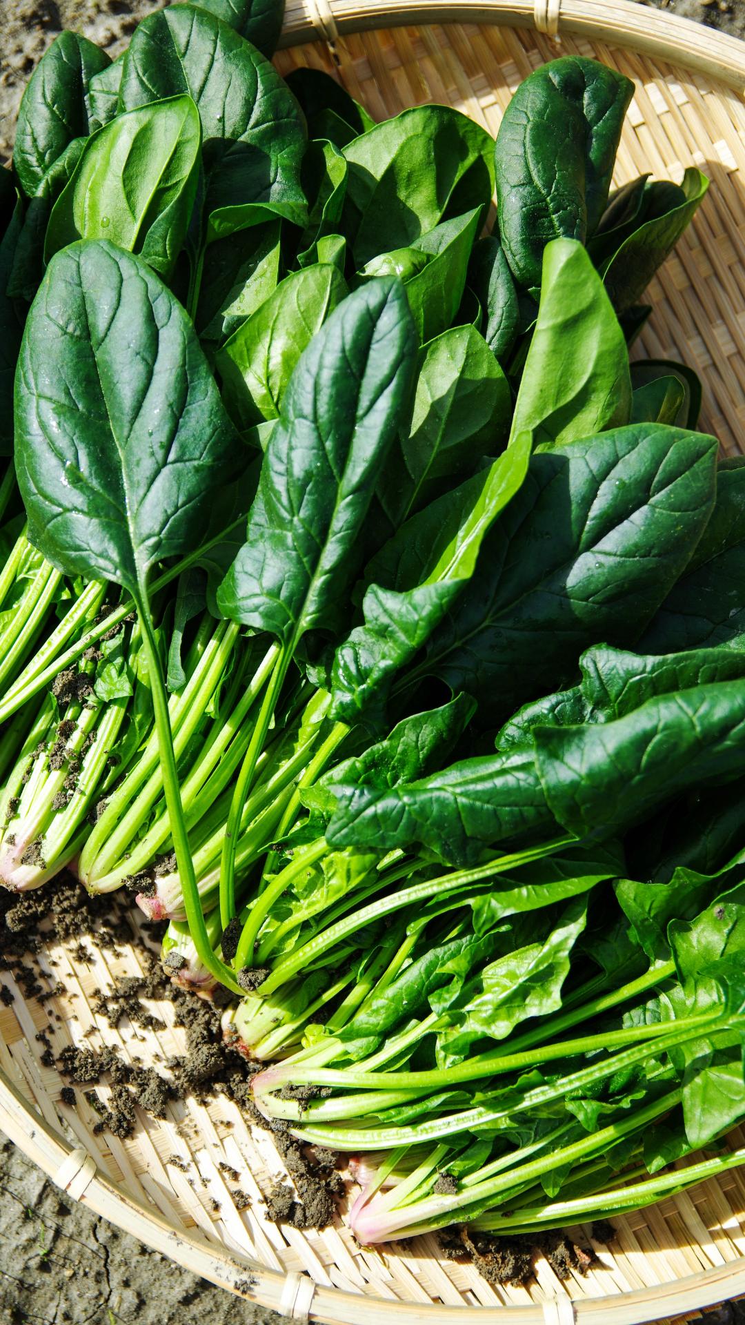 7 Delicious But Healthy Spinach Recipes - Rediff Getahead