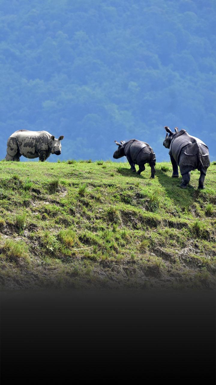 Kaziranga