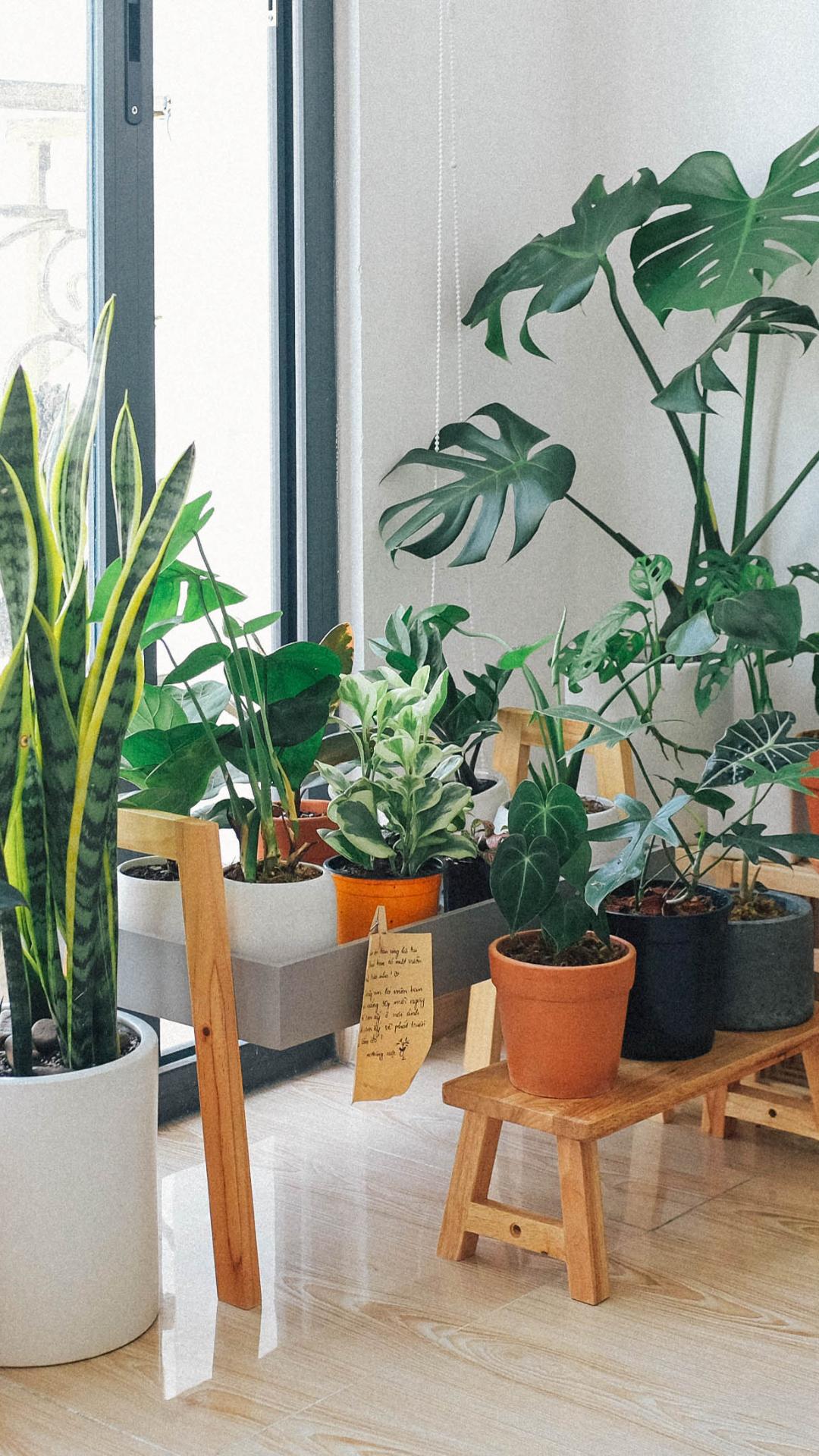 5 Winter Care Tips For Indoor Plants - Rediff Getahead