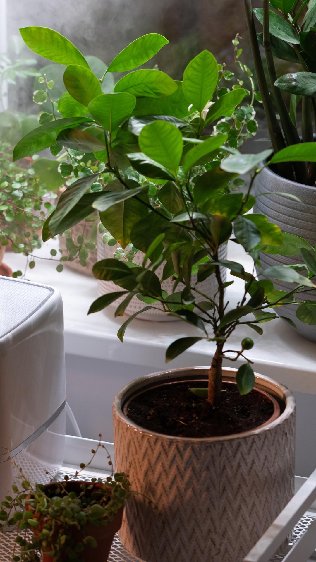 Increase Humidity