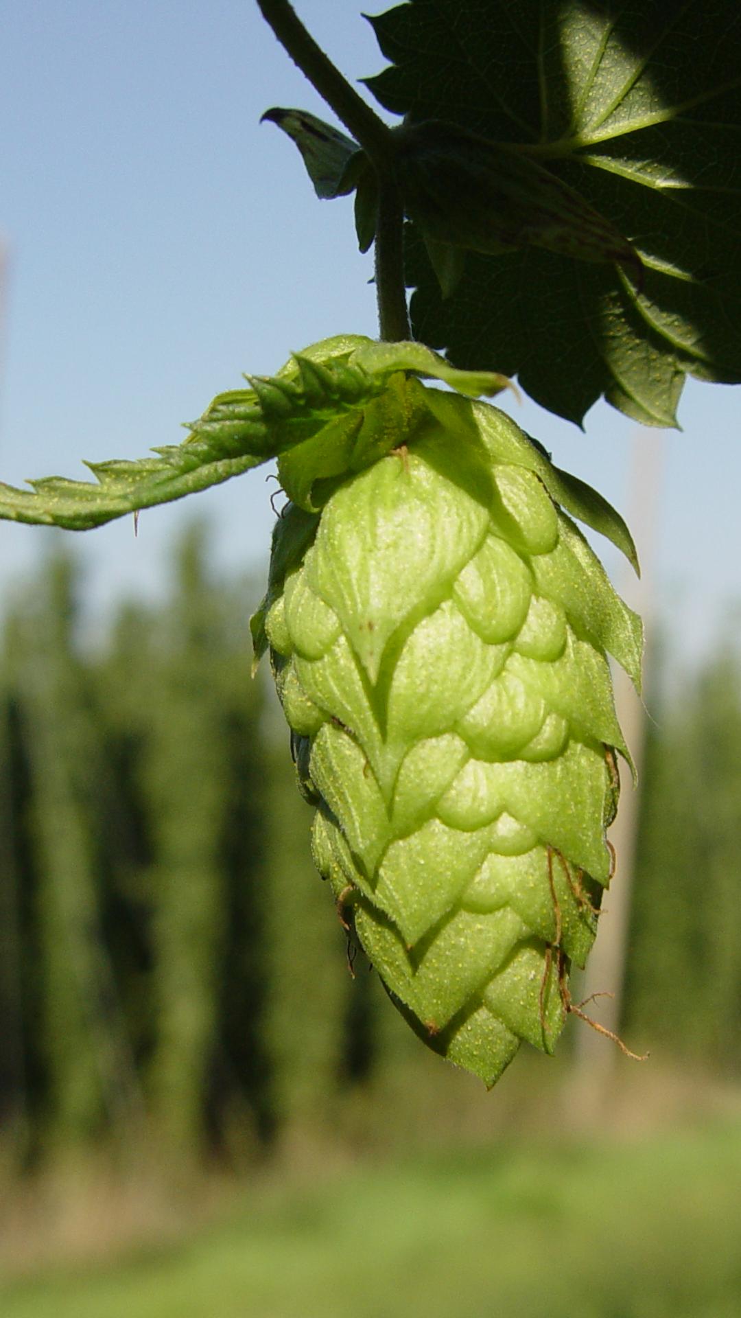 Hop Shoots 