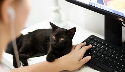 rediffgurus: is it okay to bring a cat to work?