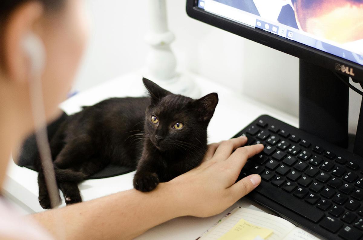 rediffguru ashwini dasgupta: is it okay to bring your cat to work?