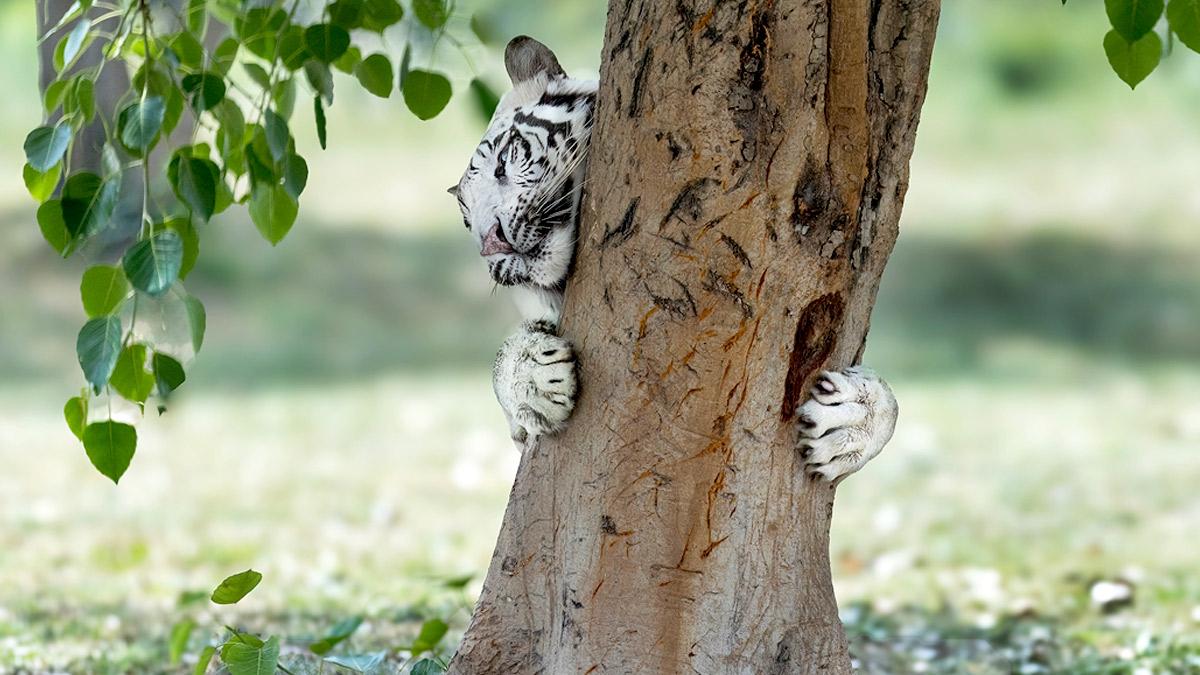 Tiger family