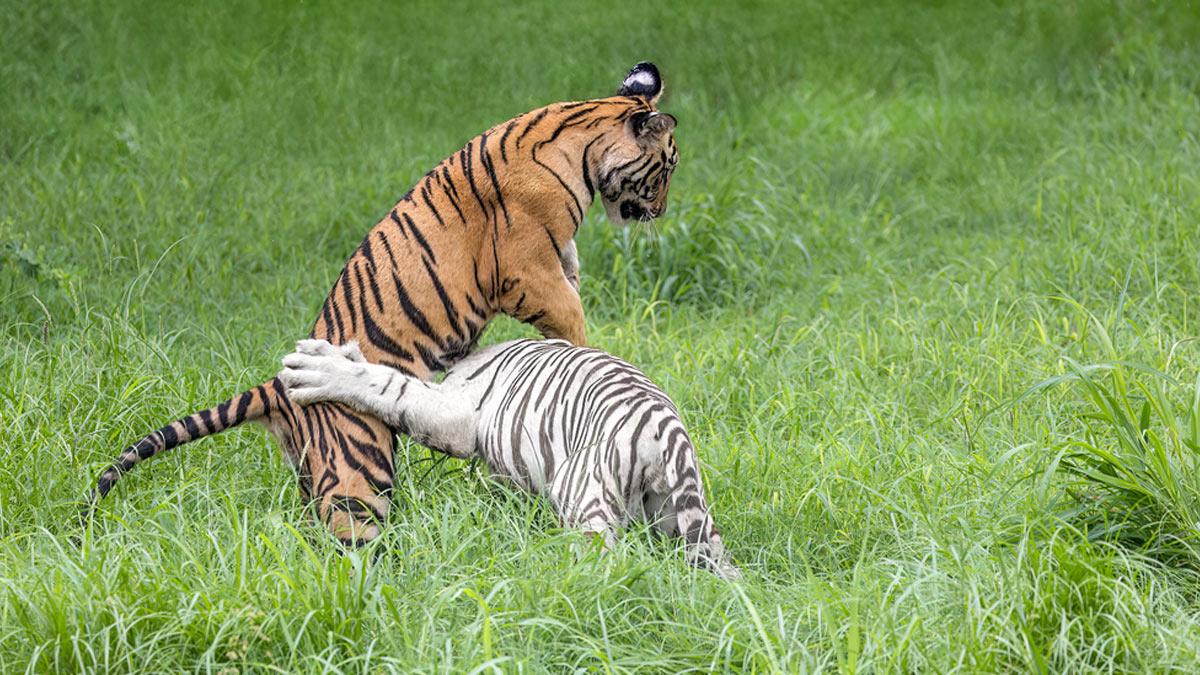 Tiger family