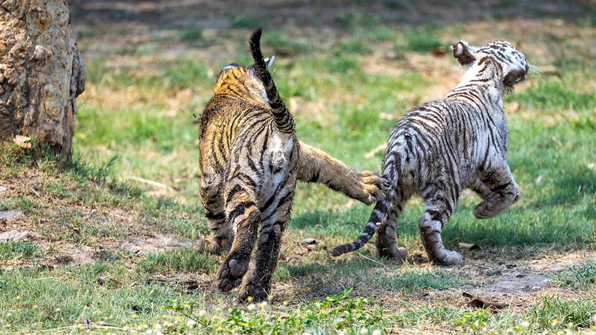 Tiger family