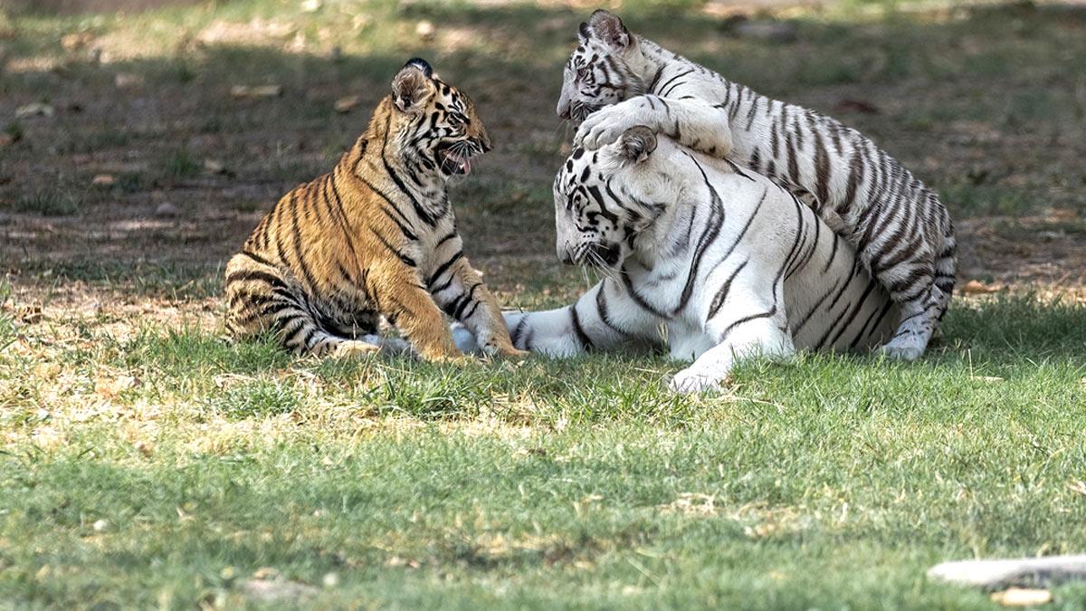 Tiger family