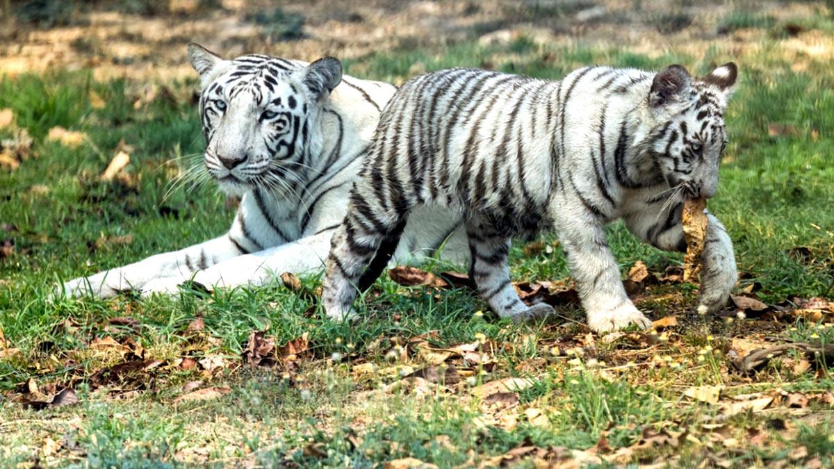 Tiger family