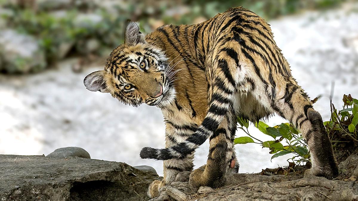 Tiger family