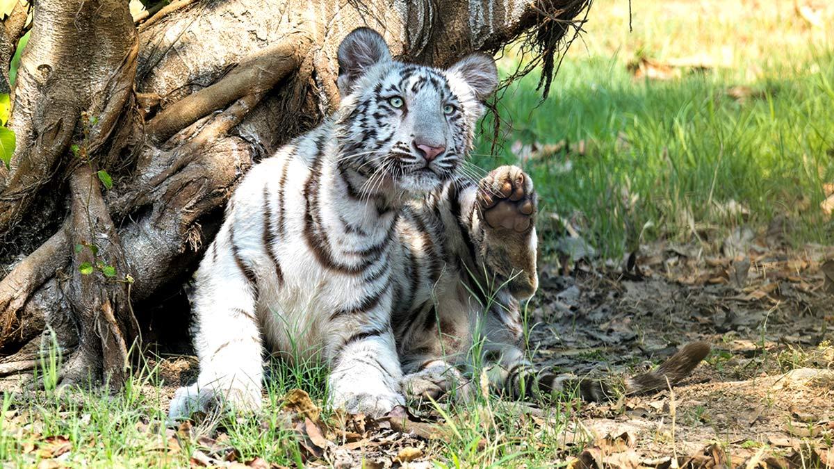 Tiger family