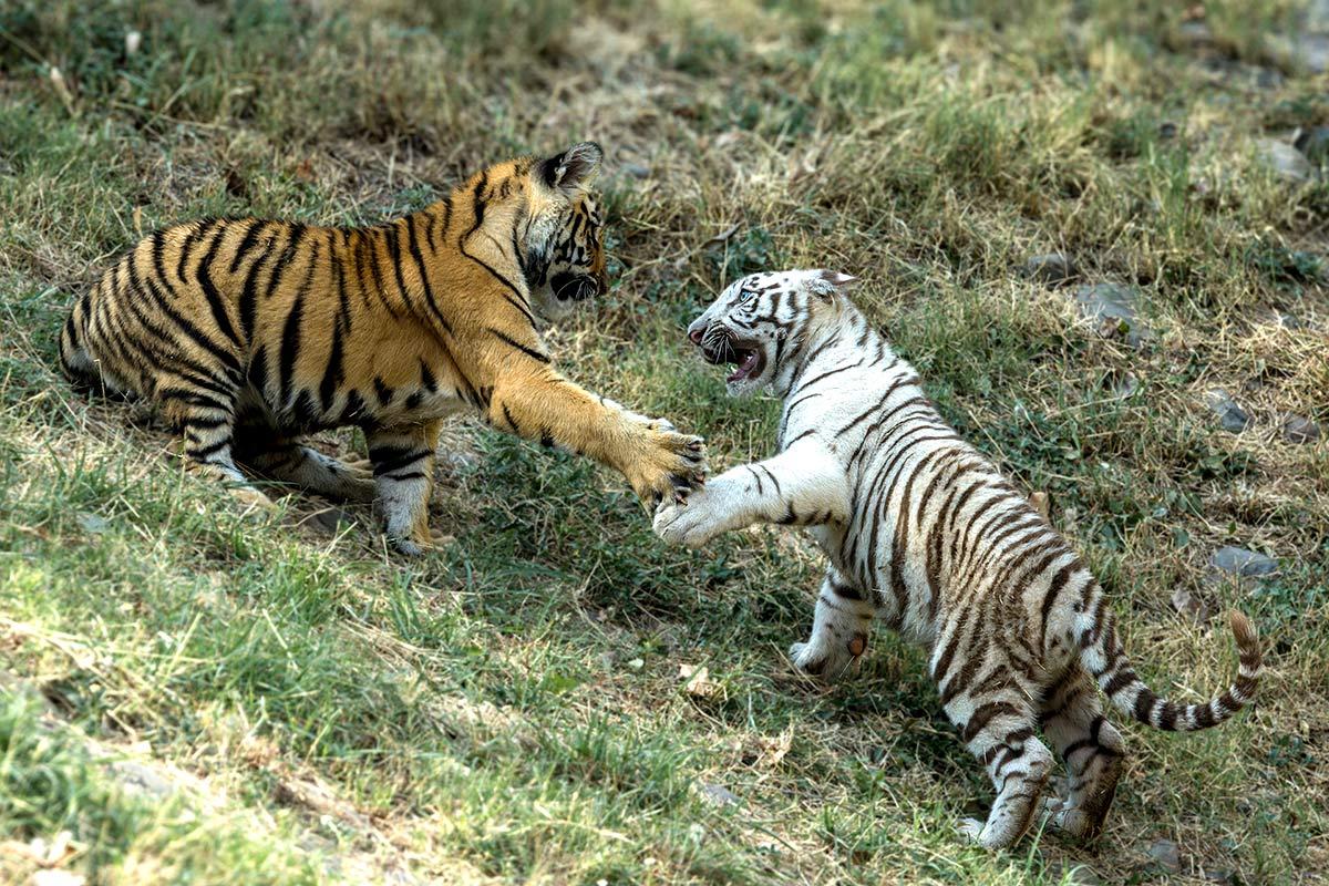 Tiger family
