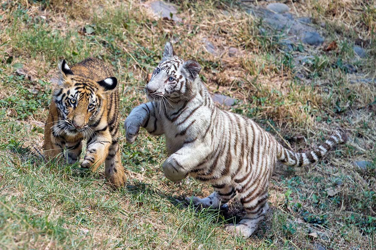 Tiger family