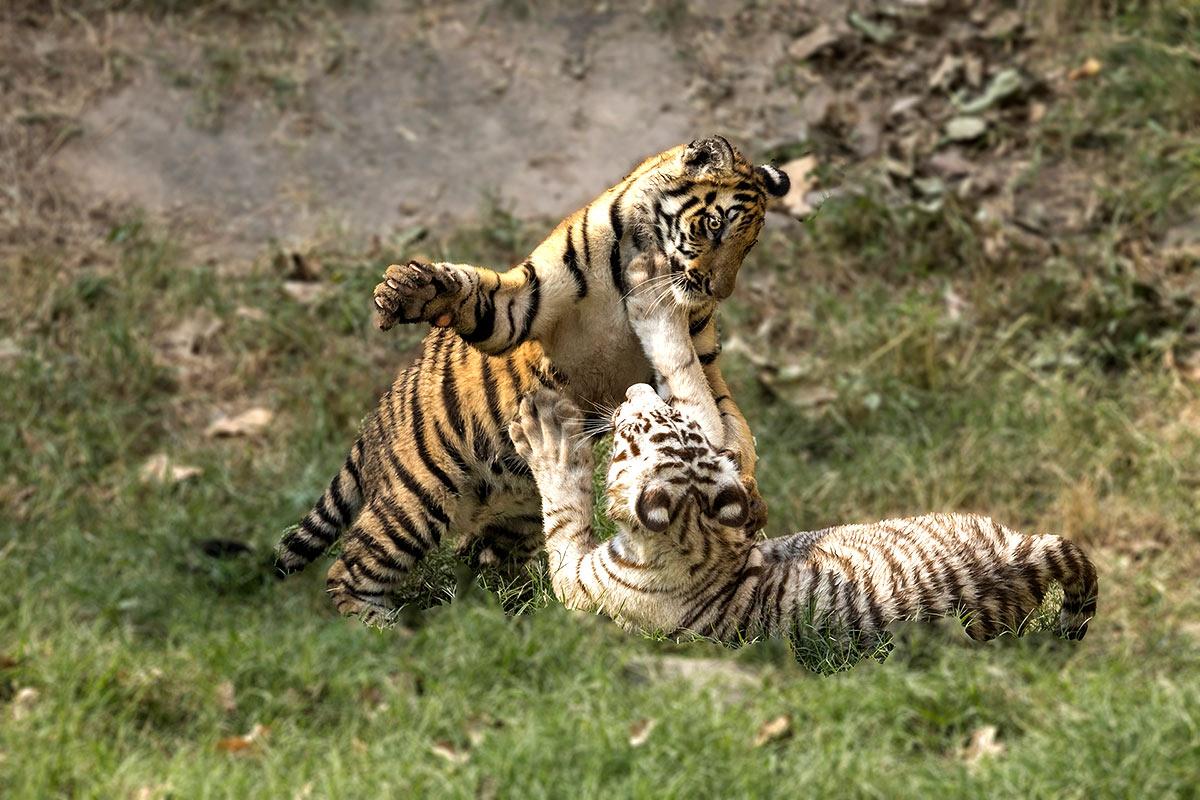 Tiger family