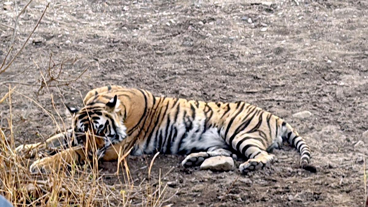 Tiger