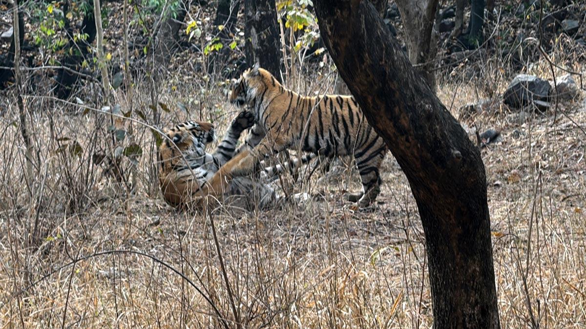 Tiger