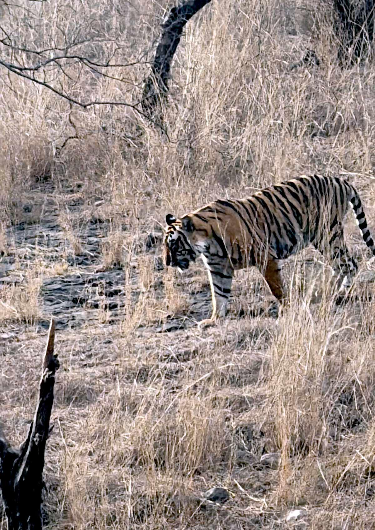 Tiger