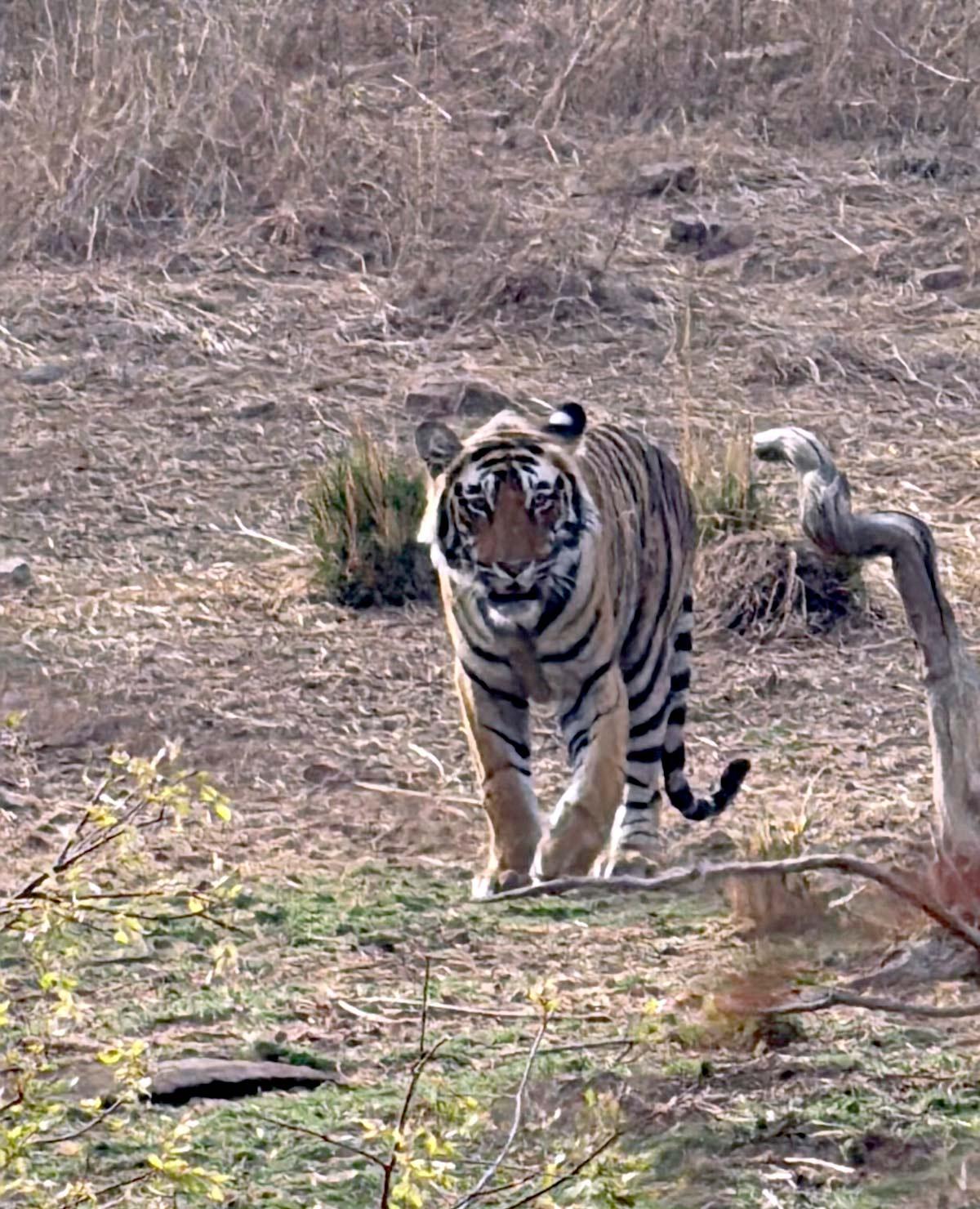 Tiger