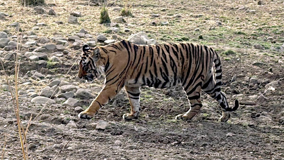 Tiger